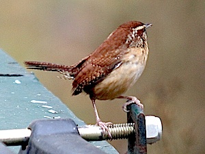 Carolina Wren